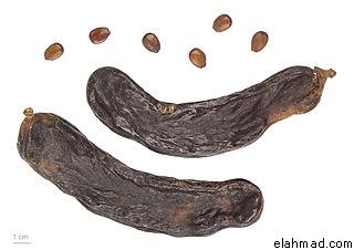 الخروب الخروب